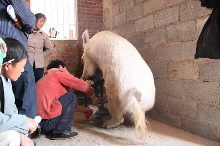 农村养猪人工授精产仔多,村里出奇迹