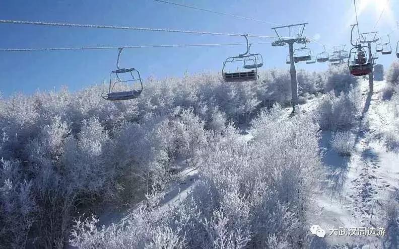 这种花！全国仅有，而且只在春节绽放，比烟花好看100倍！