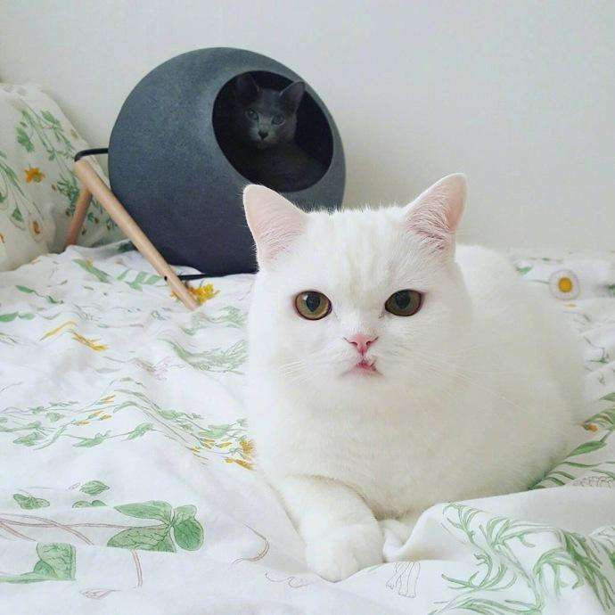 猫咪下犬齿长歪了,猫咪的下牙齿