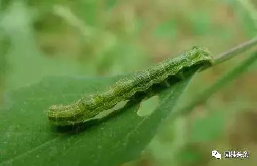 园林树木虫害防治方法及措施,园林虫害防治