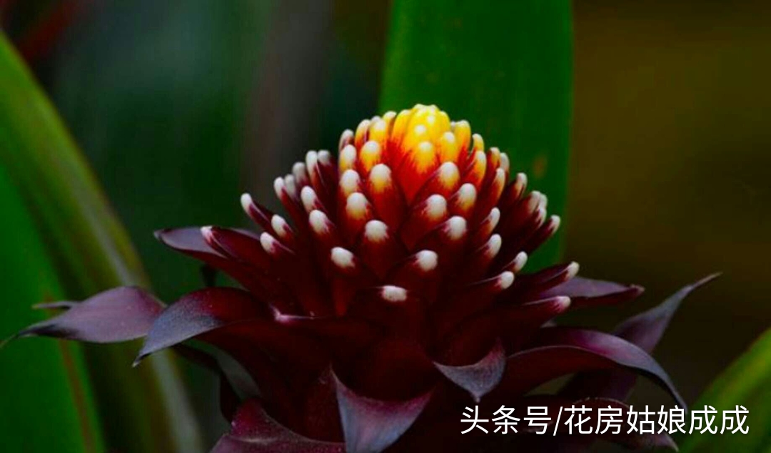 鸿运当头鱼好养还是锦鲤好养,鸿运当头室内养还是室外养