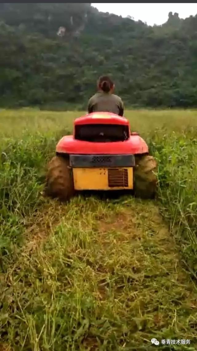 「热点」小户赚钱大户亏,为啥?省力化栽培是柑桔发展的趋势!