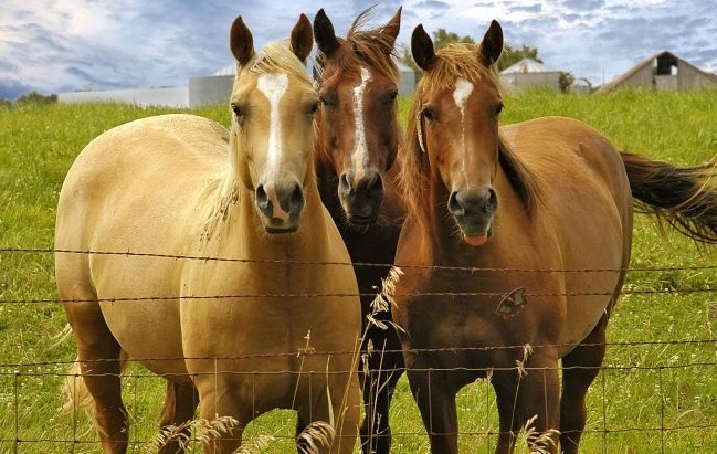 马的嗅觉听觉视觉,马的嗅觉怎么样