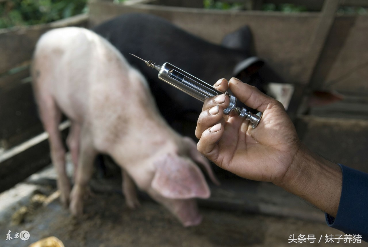 猪场养猪出现疾病，养猪人给药方式选不对，多少钱也白搭