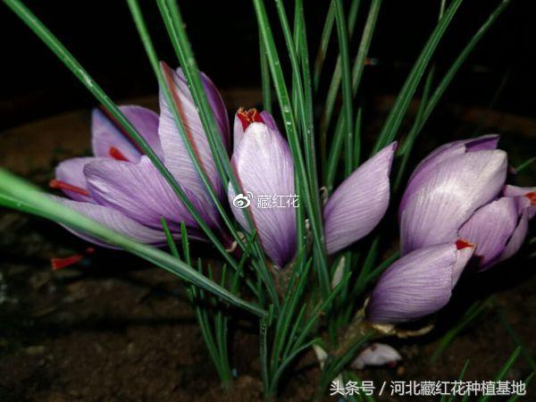 中医里的红花跟藏红花是同一个么,药店的西红花是不是藏红花