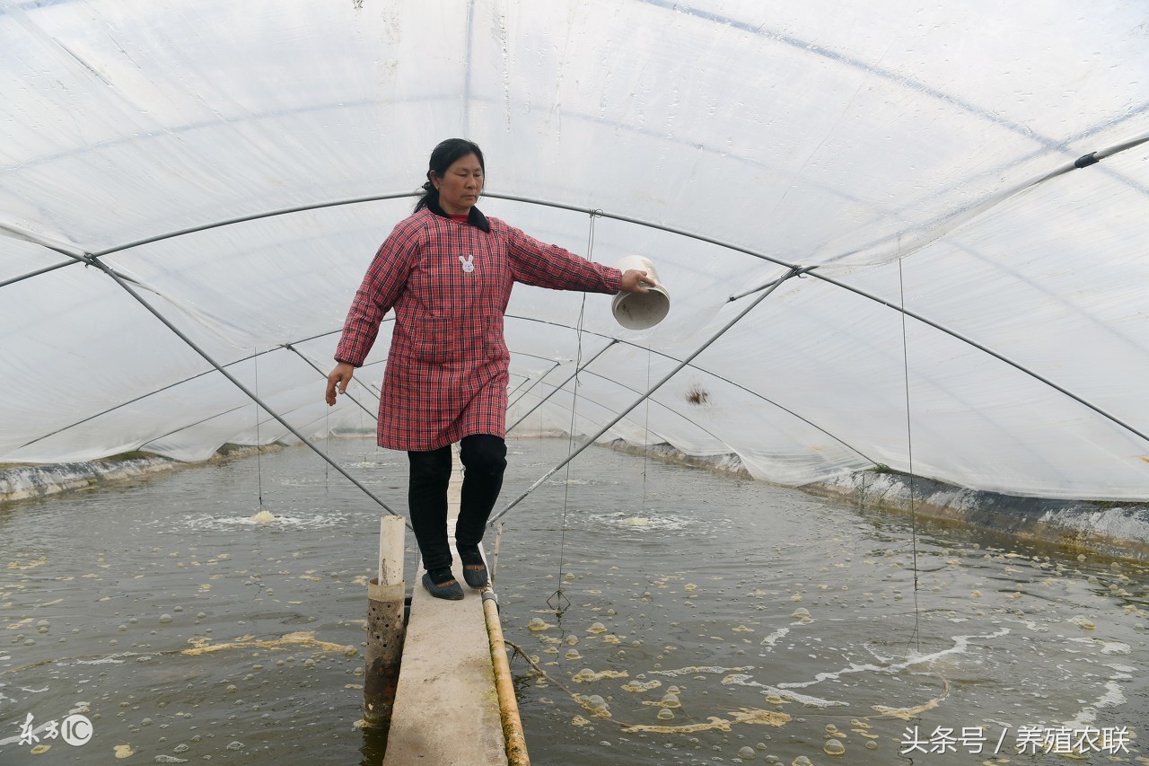 养殖淡水青虾,水产养殖青虾行情