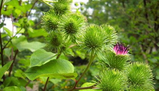 今日全国各大药材市场价格行情,近期药材市场行情走势
