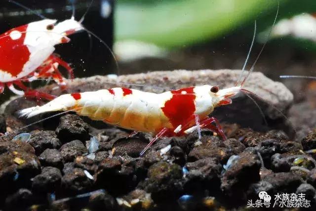 水晶虾是啥,水晶虾的习性和繁殖方法详解