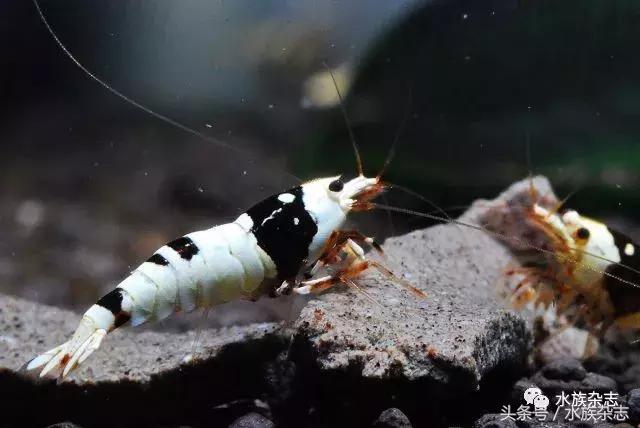 水晶虾是啥,水晶虾的习性和繁殖方法详解
