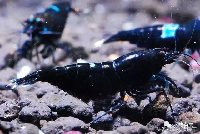 水晶虾是啥,水晶虾的习性和繁殖方法详解