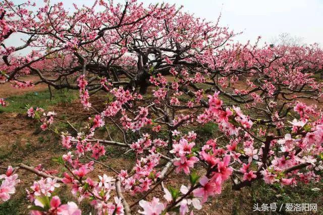 洛阳即将腾飞的县,2022年洛阳最发达的五个县