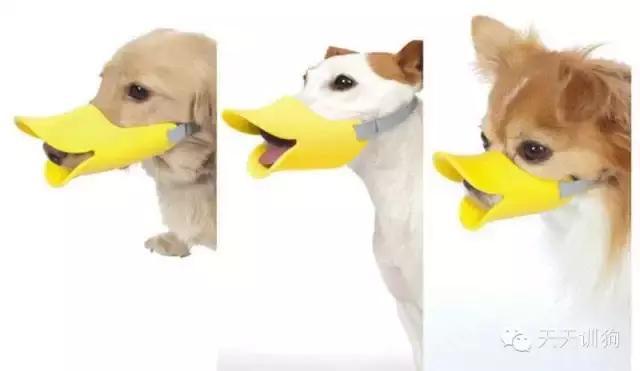 狗狗总喜欢乱叫,狗狗总喜欢哼哼唧唧