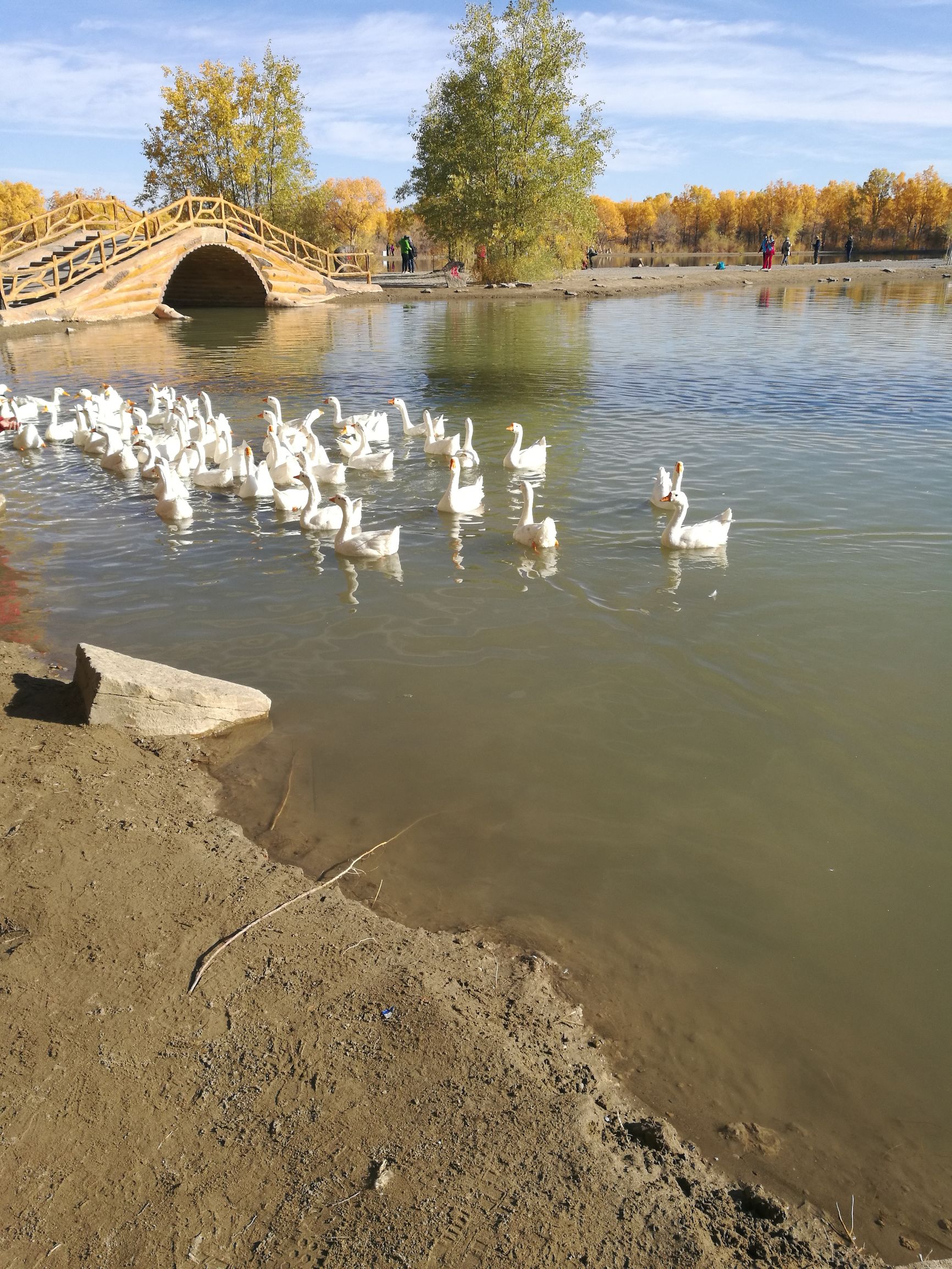 西北胡杨林旅游攻略,大西北环线胡杨林十日游