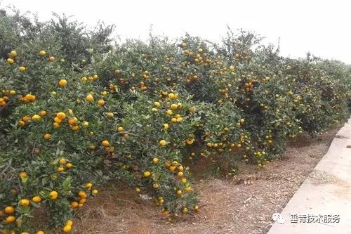 「热点」小户赚钱大户亏,为啥?省力化栽培是柑桔发展的趋势!