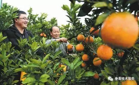 「热点」小户赚钱大户亏,为啥?省力化栽培是柑桔发展的趋势!
