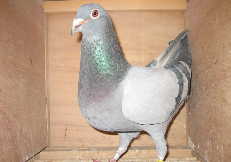 鸽痘最简单的处理方式图文,鸽痘怎么治疗视频