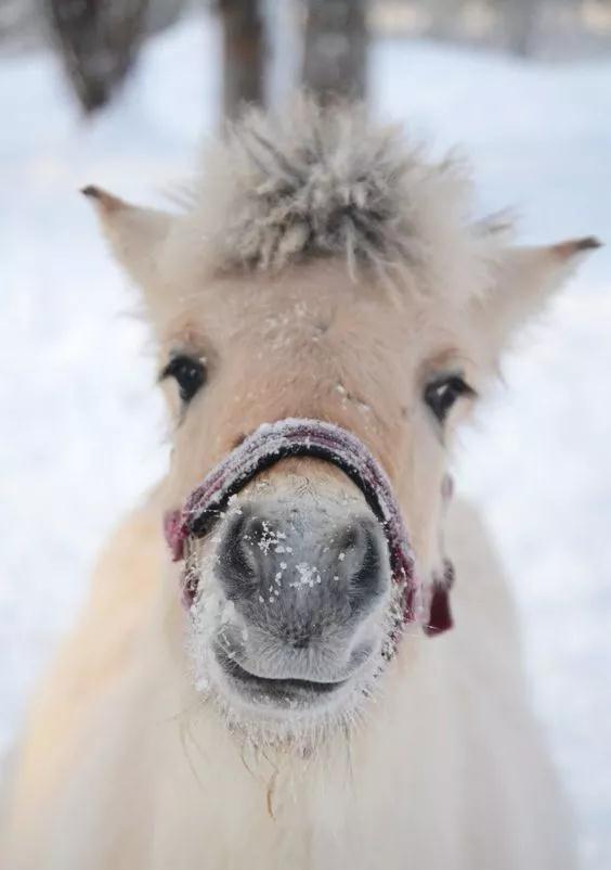 马的嗅觉听觉视觉,马的嗅觉怎么样