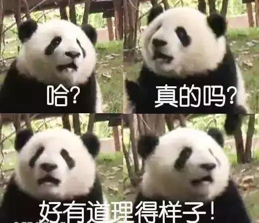 我国国宝大熊猫被外国租借有多难,日本大熊猫悲惨生活