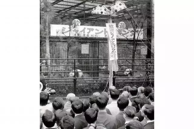 我国国宝大熊猫被外国租借有多难,日本大熊猫悲惨生活