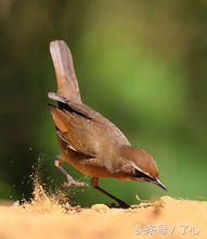 靛颏是怎么读,靛颏百科简介