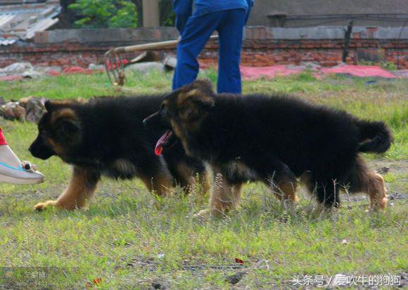 犬中*物尤**德国牧羊犬，幼犬就应该是这样的，爱狗人士看看小狗怎么样