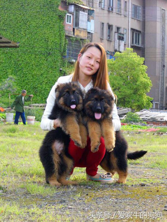 犬中*物尤**德国牧羊犬，幼犬就应该是这样的，爱狗人士看看小狗怎么样