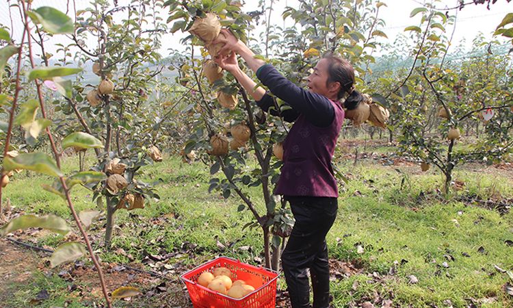 闲鱼年货节来啦！助农扶农，一起过个好年！