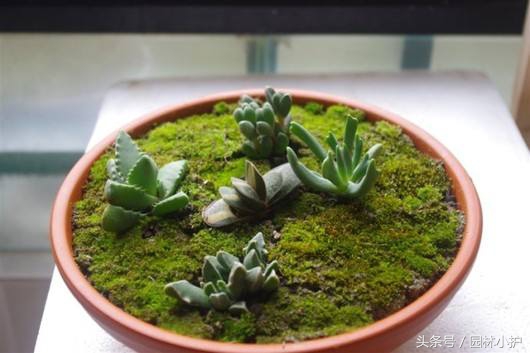 当多肉遇见雪,当多肉碰上鹦鹉