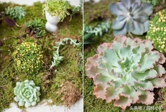 当多肉遇见雪,当多肉碰上鹦鹉