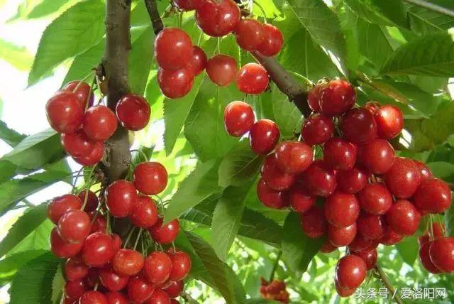 洛阳即将腾飞的县,2022年洛阳最发达的五个县