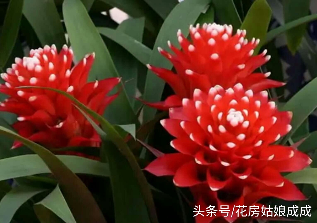 鸿运当头鱼好养还是锦鲤好养,鸿运当头室内养还是室外养