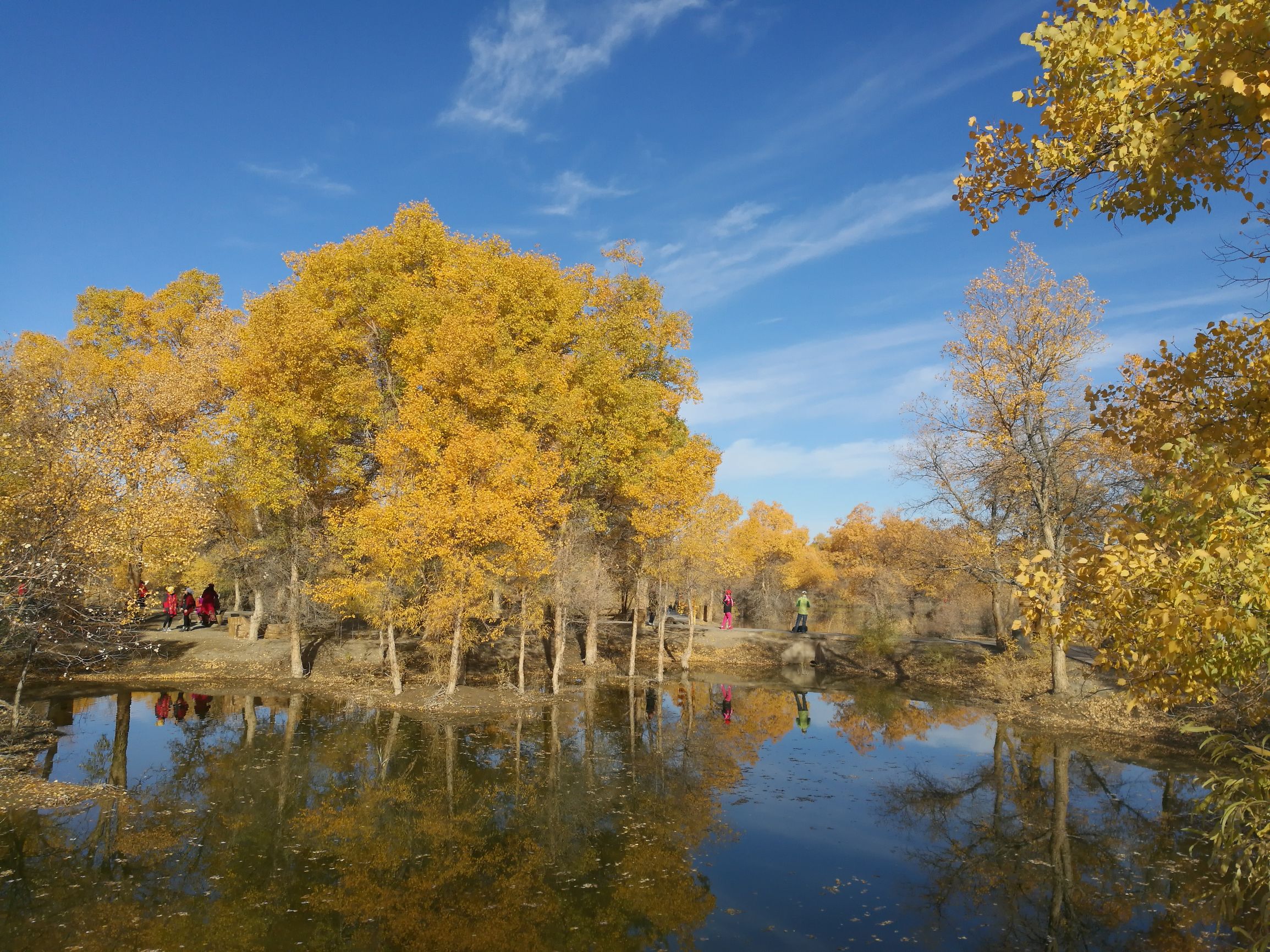 西北胡杨林旅游攻略,大西北环线胡杨林十日游