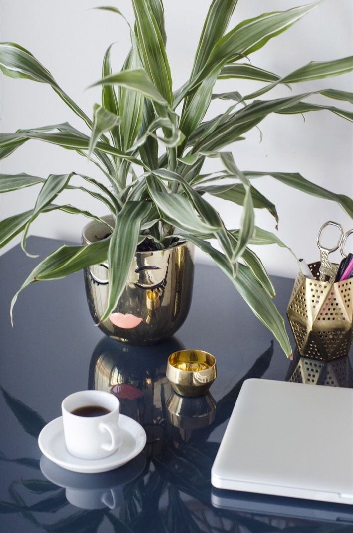 净化空气最厉害的绿植排名,室内净化空气吊兰最佳植物