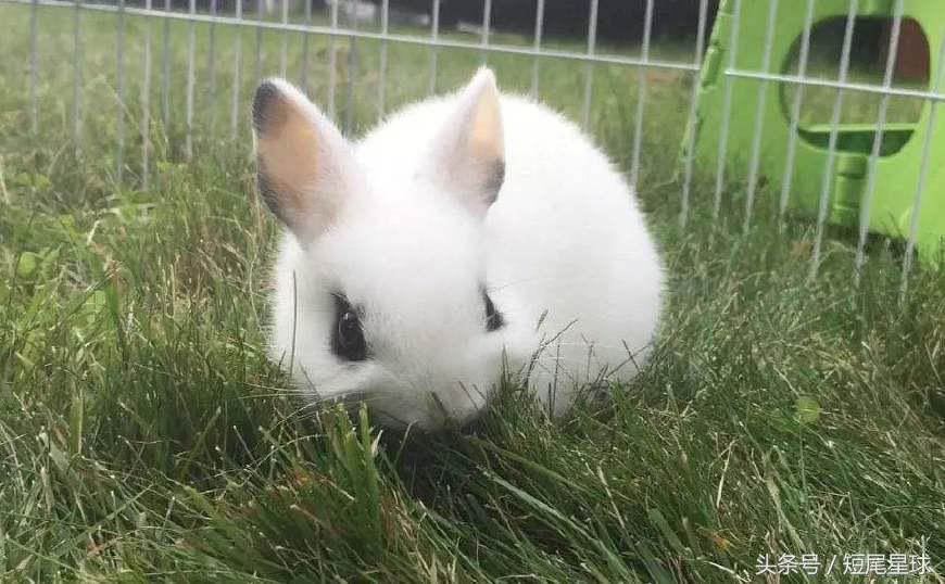 这个季节的兔子,该怎么养兔子兔子一年都不会死