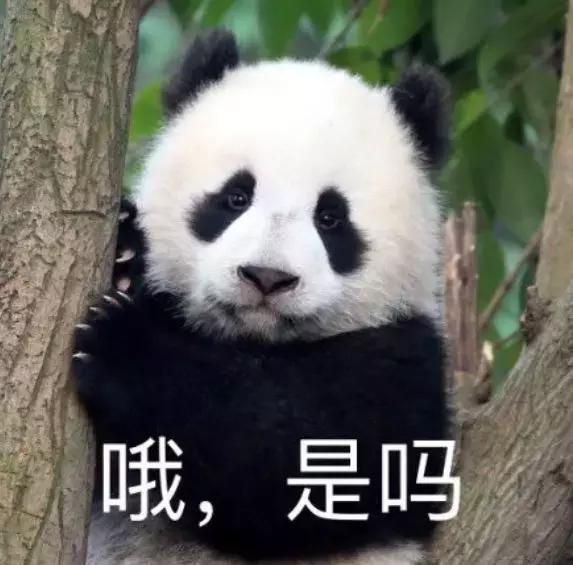 我国国宝大熊猫被外国租借有多难,日本大熊猫悲惨生活