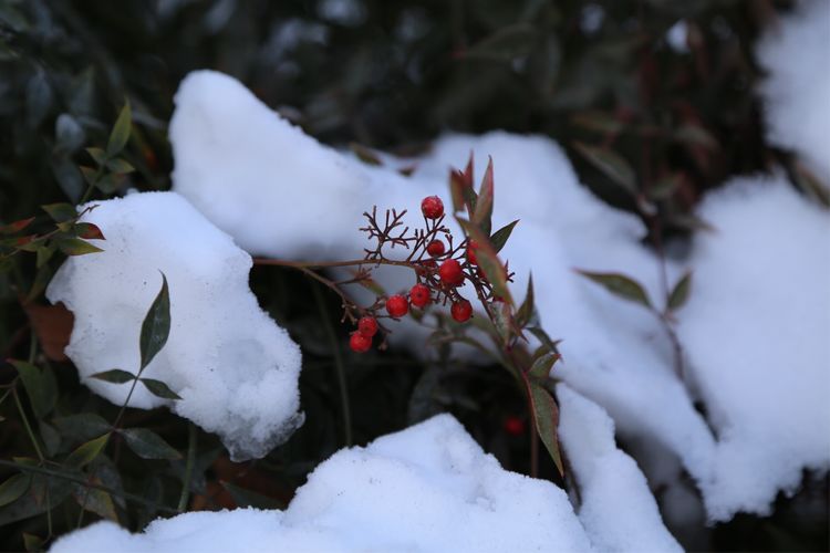 周一漫步隋唐植物园赏桃花,洛阳隋唐植物园春光