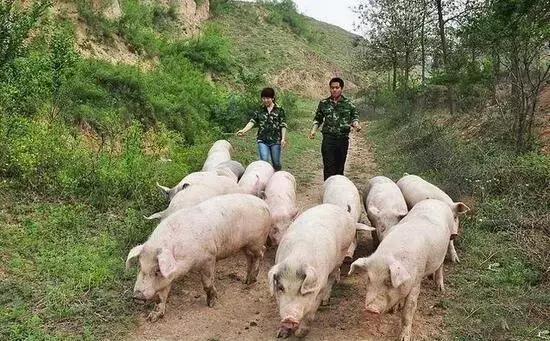 年味儿发酵！藏龙镇年货节即将开幕！