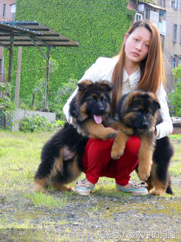 犬中*物尤**德国牧羊犬，幼犬就应该是这样的，爱狗人士看看小狗怎么样