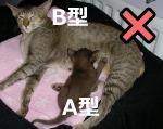 成猫猫咪溶血,猫咪也有血型