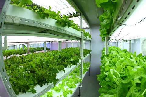 植物灯市场前景怎么样,植物照明市场占比