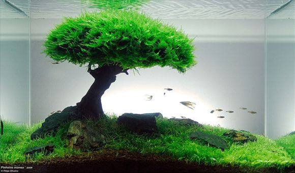 适合新手养的观赏鱼,适合新手养的淡水河豚