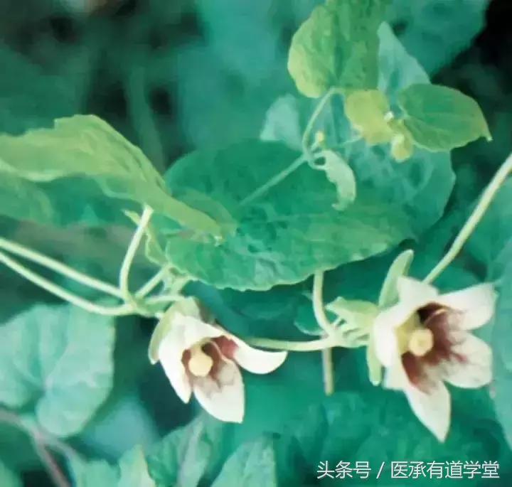 每天最少学一味中药五味子,每天最少学一味中药方子