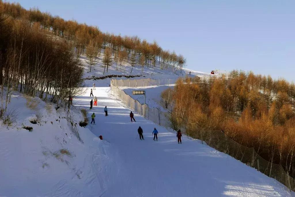 这种花！全国仅有，而且只在春节绽放，比烟花好看100倍！