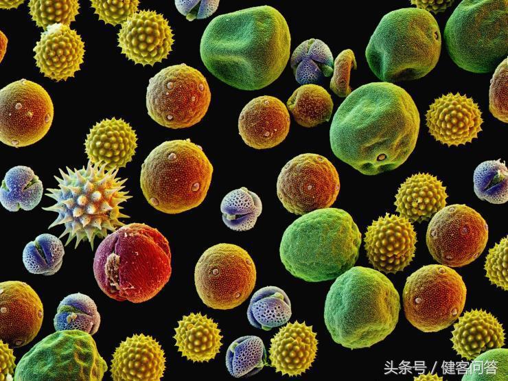 父母有过敏性鼻炎的几率大,父母都有过敏性鼻炎会遗传吗