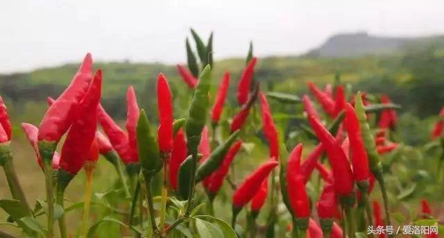 洛阳即将腾飞的县,2022年洛阳最发达的五个县