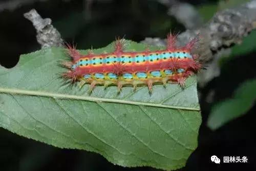 园林树木虫害防治方法及措施,园林虫害防治