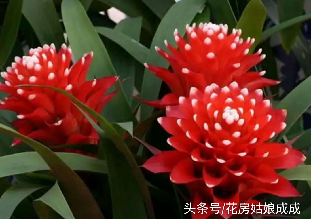 鸿运当头鱼好养还是锦鲤好养,鸿运当头室内养还是室外养