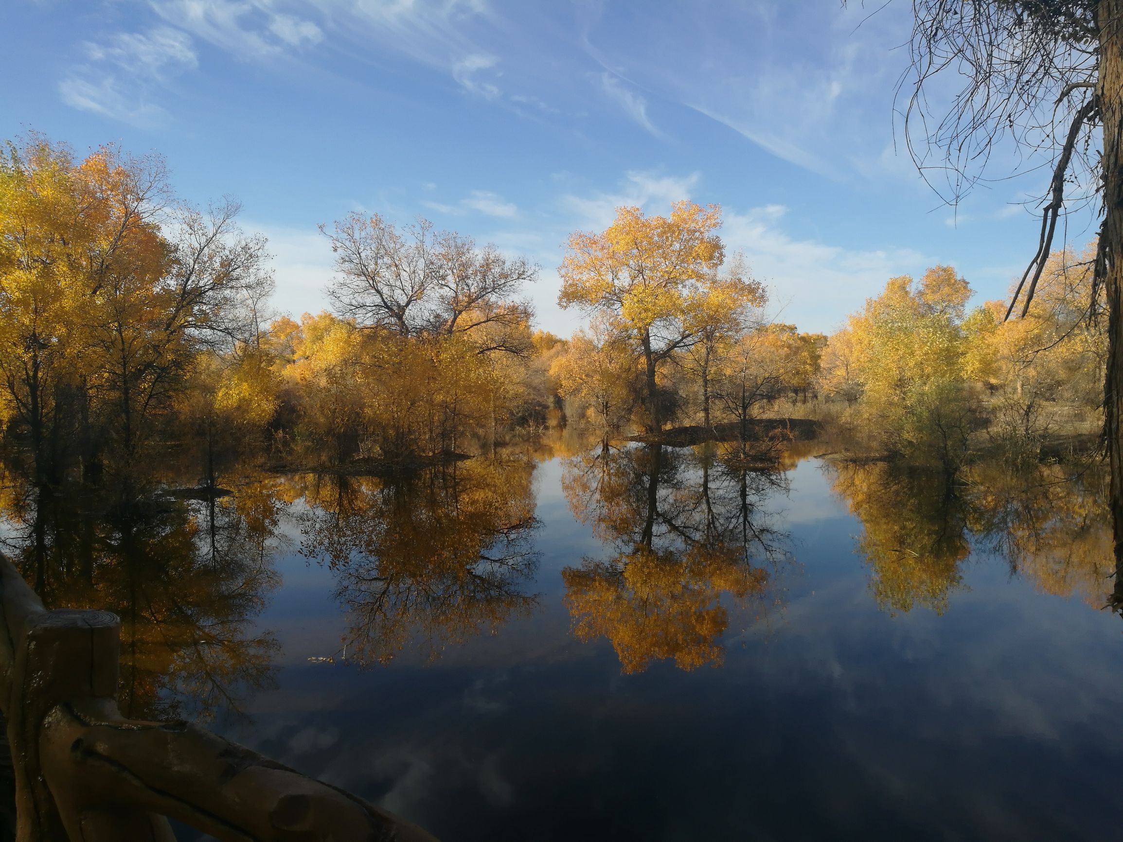 西北胡杨林旅游攻略,大西北环线胡杨林十日游