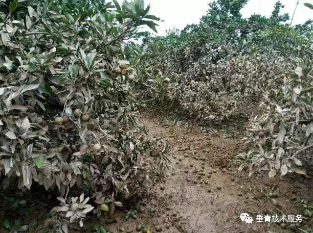 「热点」小户赚钱大户亏,为啥?省力化栽培是柑桔发展的趋势!
