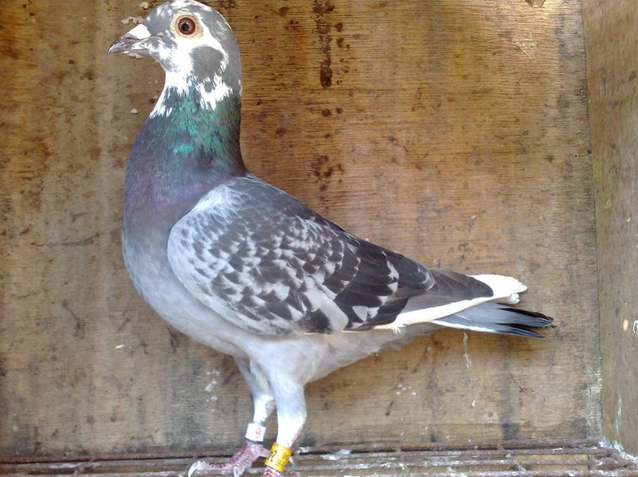 鸽痘最简单的处理方式图文,鸽痘怎么治疗视频